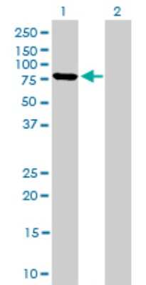 Western Blot: Mitofusin 2 Antibody (4H8) [H00009927-M03]