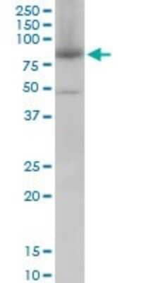 Western Blot: Mitofusin 2 Antibody (6A8) [H00009927-M01]