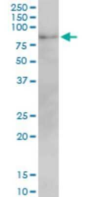 Western Blot: Mitofusin 2 Antibody (6A8) [H00009927-M01]