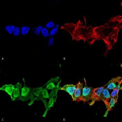 Immunocytochemistry/ Immunofluorescence: Mitofusin 2 Antibody (S153-5) [NBP2-42188]