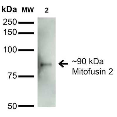 Western Blot: Mitofusin 2 Antibody (S153-5) [NBP2-42188]