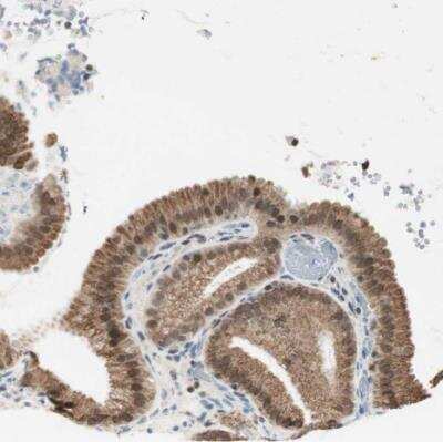 Immunohistochemistry-Paraffin: Miz-1/ZBTB17 Antibody [NBP1-81048]