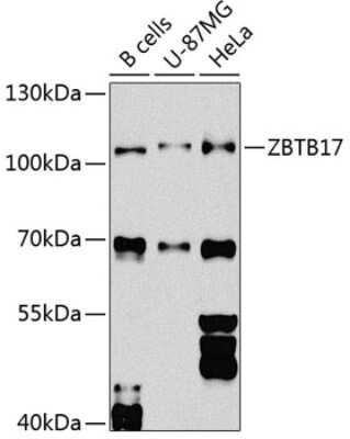 Western Blot: Miz-1/ZBTB17 AntibodyBSA Free [NBP3-03358]