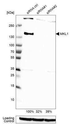 Western Blot: Mkl1 Antibody [NBP1-88498]