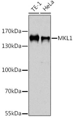 Western Blot: Mkl1 AntibodyBSA Free [NBP3-04625]
