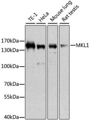 Western Blot: Mkl1 AntibodyBSA Free [NBP3-04626]