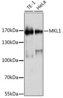 Western Blot: Mkl1 AntibodyBSA Free [NBP3-04627]