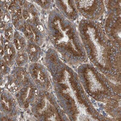 Immunohistochemistry-Paraffin: Mkln1 Antibody [NBP1-80655]