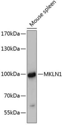 Western Blot: Mkln1 AntibodyAzide and BSA Free [NBP3-05035]