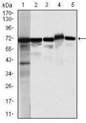 Western Blot: Moesin Antibody (2C12)BSA Free [NBP2-37509]