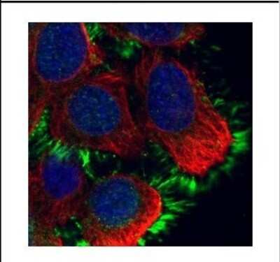Immunocytochemistry/ Immunofluorescence: Moesin Antibody [NBP2-19376]