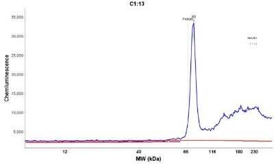 Simple Western: Moesin Antibody (MSN/491)Azide and BSA Free [NBP2-34685]