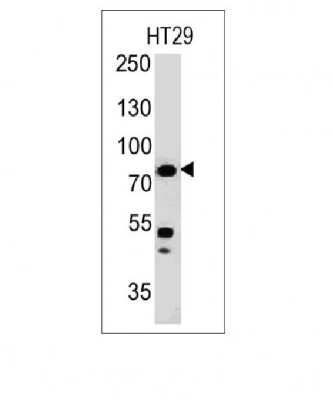 Western Blot: Moesin Antibody (MSN/491)Azide and BSA Free [NBP2-34685]