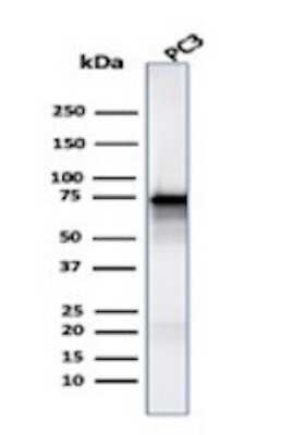 Western Blot: Moesin Antibody (MSN/491)Azide and BSA Free [NBP2-34685]