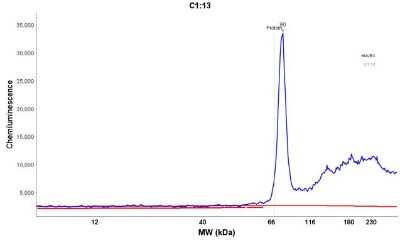 Simple Western: Moesin Antibody (MSN/491) [NBP2-32875]