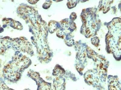 Immunohistochemistry-Paraffin: Moesin Antibody (MSN/492) - Azide and BSA Free [NBP2-47916]