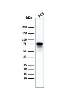 Western Blot: Moesin Antibody (MSN/492)Azide and BSA Free [NBP2-47916]