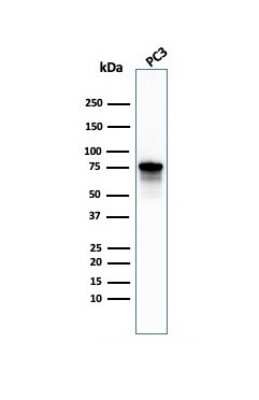 Western Blot: Moesin Antibody (MSN/492) [NBP2-44579]
