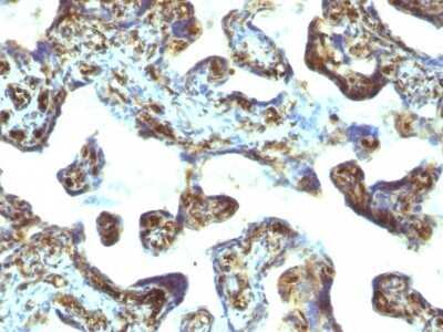 Immunohistochemistry-Paraffin: Moesin Antibody (MSN/493) - Azide and BSA Free [NBP2-47917]