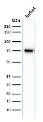 Western Blot: Moesin Antibody (MSN/493)Azide and BSA Free [NBP2-47917]