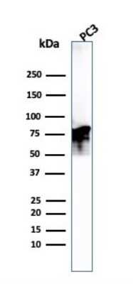 Western Blot: Moesin Antibody (MSN/493)Azide and BSA Free [NBP2-47917]