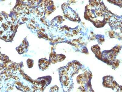 Immunohistochemistry-Paraffin: Moesin Antibody (MSN/493) - IHC-Prediluted [NBP2-48306]