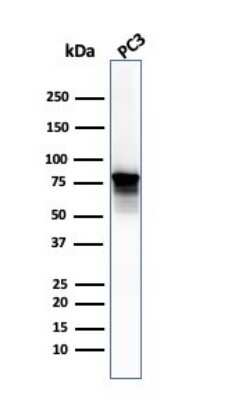 Western Blot: Moesin Antibody (SPM562)Azide and BSA Free [NBP2-34798]