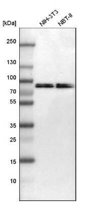 Western Blot: Moesin Antibody [NBP1-90372]