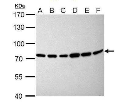 Western Blot: Moesin Antibody [NBP2-19376]