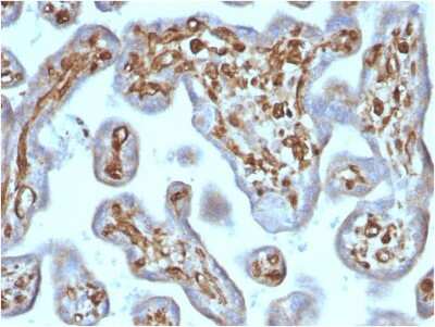 Immunohistochemistry-Paraffin: Moesin Antibody (rMSN/492) - Azide and BSA Free [NBP3-08923]