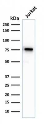 Western Blot: Moesin Antibody (rMSN/492)Azide and BSA Free [NBP3-08923]