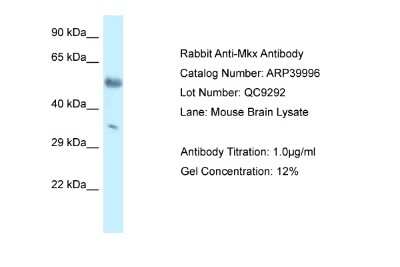 Western Blot: Mohawk homeobox Antibody [NBP1-82408]