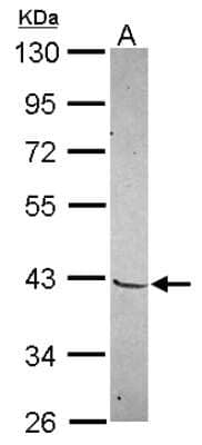 Western Blot: Mohawk homeobox Antibody [NBP2-19378]