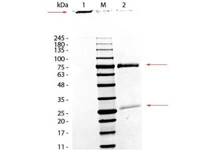 SDS-PAGE: Monkey IgM Isotype Control [NBP1-97060]