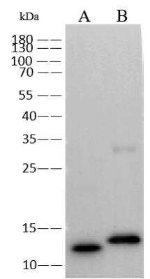 Western Blot: Monkeypox Virus A29L Antibody (0032) [NBP3-18272]