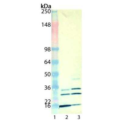 Western Blot: Mono- and polyubiquitinylated conjugates Antibody (UBCJ2) [NBP3-06879]