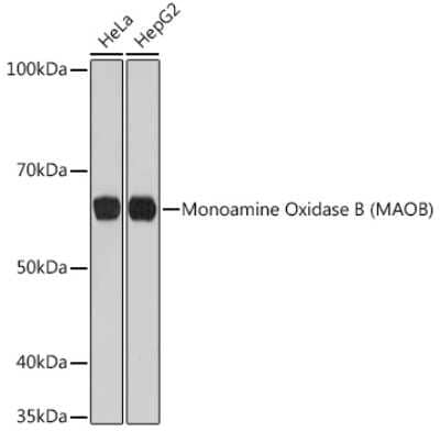 Western Blot: Monoamine Oxidase B Antibody (5M8A5) [NBP3-15411]