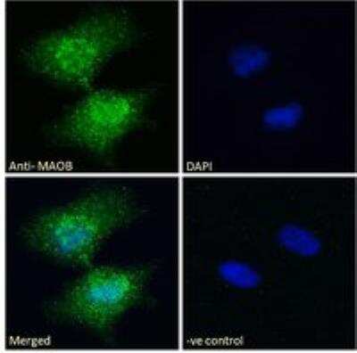 Immunocytochemistry/ Immunofluorescence: Monoamine Oxidase B Antibody [NB100-2826]