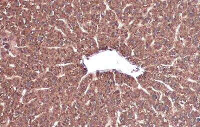 Immunohistochemistry-Paraffin: Monoamine Oxidase B Antibody [NBP1-32426]