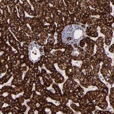 Immunohistochemistry-Paraffin: Monoamine Oxidase B Antibody [NBP1-87493]