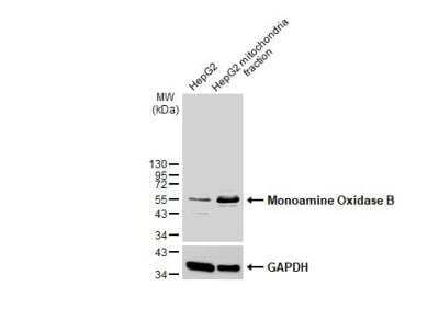 Western Blot: Monoamine Oxidase B Antibody [NBP1-32426]