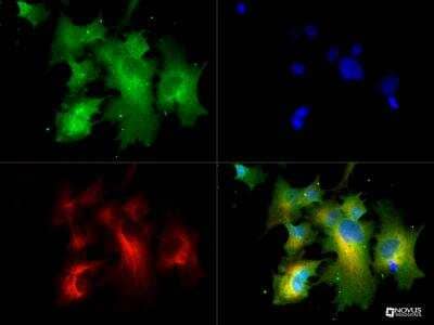 Immunocytochemistry/ Immunofluorescence: MCT1/SLC16A1 Antibody - BSA Free [NBP1-59656]