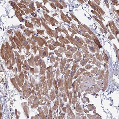 Immunohistochemistry-Paraffin: Morg1 Antibody [NBP1-92132]