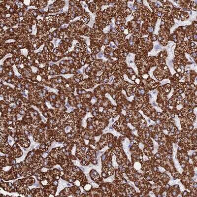 Immunohistochemistry-Paraffin: Morg1 Antibody [NBP1-92133]