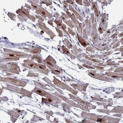 Immunohistochemistry-Paraffin: Morg1 Antibody [NBP1-92133]