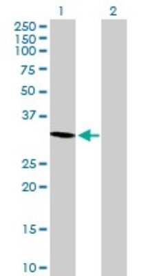 Western Blot: Morg1 Antibody [H00084292-B01P]