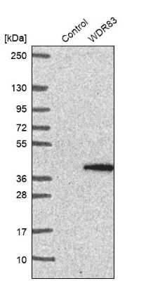 Western Blot: Morg1 Antibody [NBP1-92132]