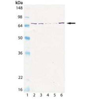 Western Blot: GRP75/HSPA9B/Mortalin Antibody (30A5) [NBP1-97448]