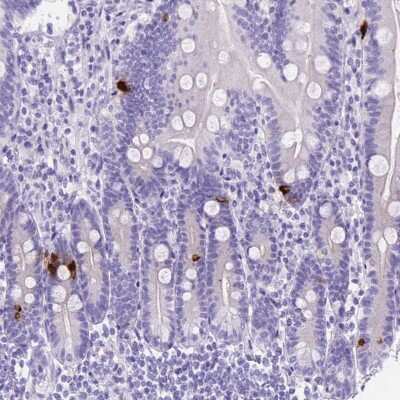 Immunohistochemistry-Paraffin: Motilin Antibody [NBP2-49600]