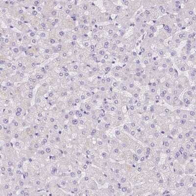 Immunohistochemistry-Paraffin: Motilin Antibody [NBP2-49600]